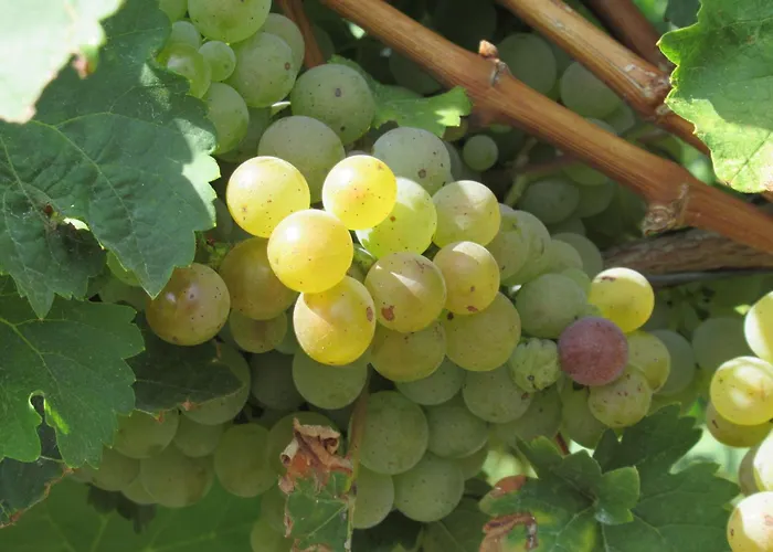 Berkele Fuer 8 Bis 12 Personen Neumagen-Dhron